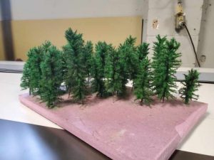 Conifer 02